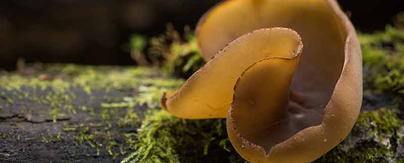 Bioconstrucción a base de hongos (micelio)