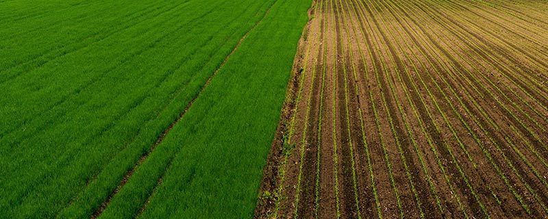 Agricultura regenerativa y bioconstrucción